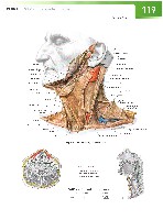 Sobotta Atlas of Human Anatomy  Head,Neck,Upper Limb Volume1 2006, page 126
